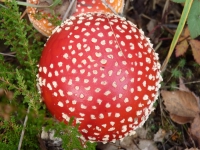 Kalender 15 - best of 2014. %!s(<nil>)