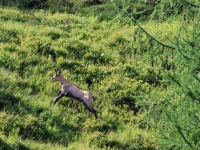 Schweiz Alpenpässeweg Tiere und Pflanzen. %!s(<nil>)