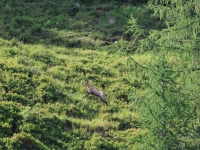 Schweiz Alpenpässeweg Tiere und Pflanzen. %!s(<nil>)
