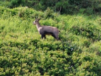 Schweiz Alpenpässeweg Tiere und Pflanzen. %!s(<nil>)