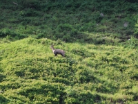 Schweiz Alpenpässeweg Tiere und Pflanzen. %!s(<nil>)