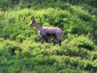 Schweiz Alpenpässeweg Tiere und Pflanzen. %!s(<nil>)