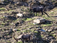 Schweiz Alpenpässeweg Tiere und Pflanzen. %!s(<nil>)