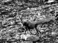 Schweiz Alpenpässeweg Tiere und Pflanzen. %!s(<nil>)