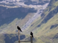 Schweiz Alpenpässeweg Tiere und Pflanzen. %!s(<nil>)