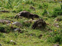 Schweiz Alpenpässeweg Tiere und Pflanzen. %!s(<nil>)