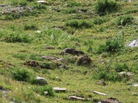 Schweiz Alpenpässeweg Tiere und Pflanzen. %!s(<nil>)