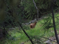 Schweiz Alpenpässeweg Tiere und Pflanzen. %!s(<nil>)