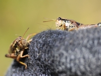 Schweiz Alpenpässeweg Tiere und Pflanzen. %!s(<nil>)