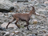 Schweiz Alpenpässeweg Tiere und Pflanzen. %!s(<nil>)
