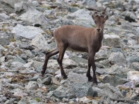 Schweiz Alpenpässeweg Tiere und Pflanzen. %!s(<nil>)