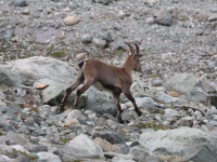 Schweiz Alpenpässeweg Tiere und Pflanzen. %!s(<nil>)