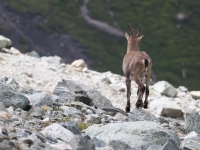 Schweiz Alpenpässeweg Tiere und Pflanzen. %!s(<nil>)