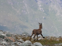 Schweiz Alpenpässeweg Tiere und Pflanzen. %!s(<nil>)