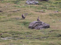 Schweiz Alpenpässeweg Tiere und Pflanzen. %!s(<nil>)