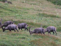 Schweiz Alpenpässeweg Tiere und Pflanzen. %!s(<nil>)
