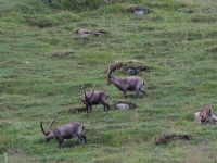 Schweiz Alpenpässeweg Tiere und Pflanzen. %!s(<nil>)
