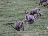 Schweiz Alpenpässeweg Tiere und Pflanzen. %!s(<nil>)