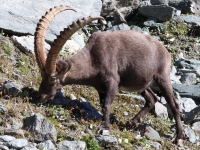 Schweiz Alpenpässeweg Tiere und Pflanzen. %!s(<nil>)