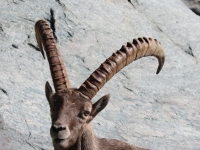 Schweiz Alpenpässeweg Tiere und Pflanzen. %!s(<nil>)
