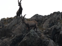 Schweiz Alpenpässeweg Tiere und Pflanzen. %!s(<nil>)