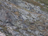 Schweiz Alpenpässeweg Tiere und Pflanzen. %!s(<nil>)