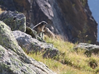 Schweiz Alpenpässeweg Tiere und Pflanzen. %!s(<nil>)