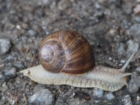 Schweiz Alpenpässeweg Tiere und Pflanzen. %!s(<nil>)