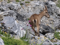 Schweiz Alpenpässeweg Tiere und Pflanzen. %!s(<nil>)