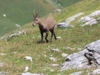 Schweiz Alpenpässeweg Tiere und Pflanzen. %!s(<nil>)
