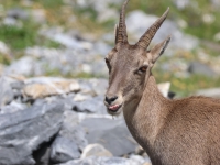 Schweiz Alpenpässeweg Tiere und Pflanzen. %!s(<nil>)