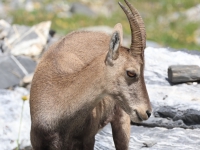 Schweiz Alpenpässeweg Tiere und Pflanzen. %!s(<nil>)