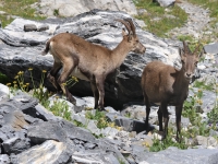 Schweiz Alpenpässeweg Tiere und Pflanzen. %!s(<nil>)