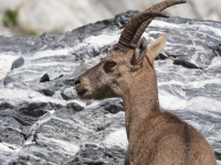 Schweiz Alpenpässeweg Tiere und Pflanzen. %!s(<nil>)