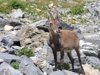 Schweiz Alpenpässeweg Tiere und Pflanzen. %!s(<nil>)