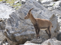 Schweiz Alpenpässeweg Tiere und Pflanzen. %!s(<nil>)