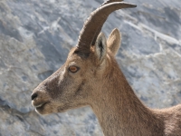 Schweiz Alpenpässeweg Tiere und Pflanzen. %!s(<nil>)