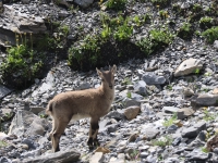 Schweiz Alpenpässeweg Tiere und Pflanzen. %!s(<nil>)