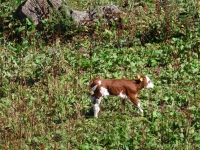 Schweiz Alpenpässeweg Tiere und Pflanzen. %!s(<nil>)